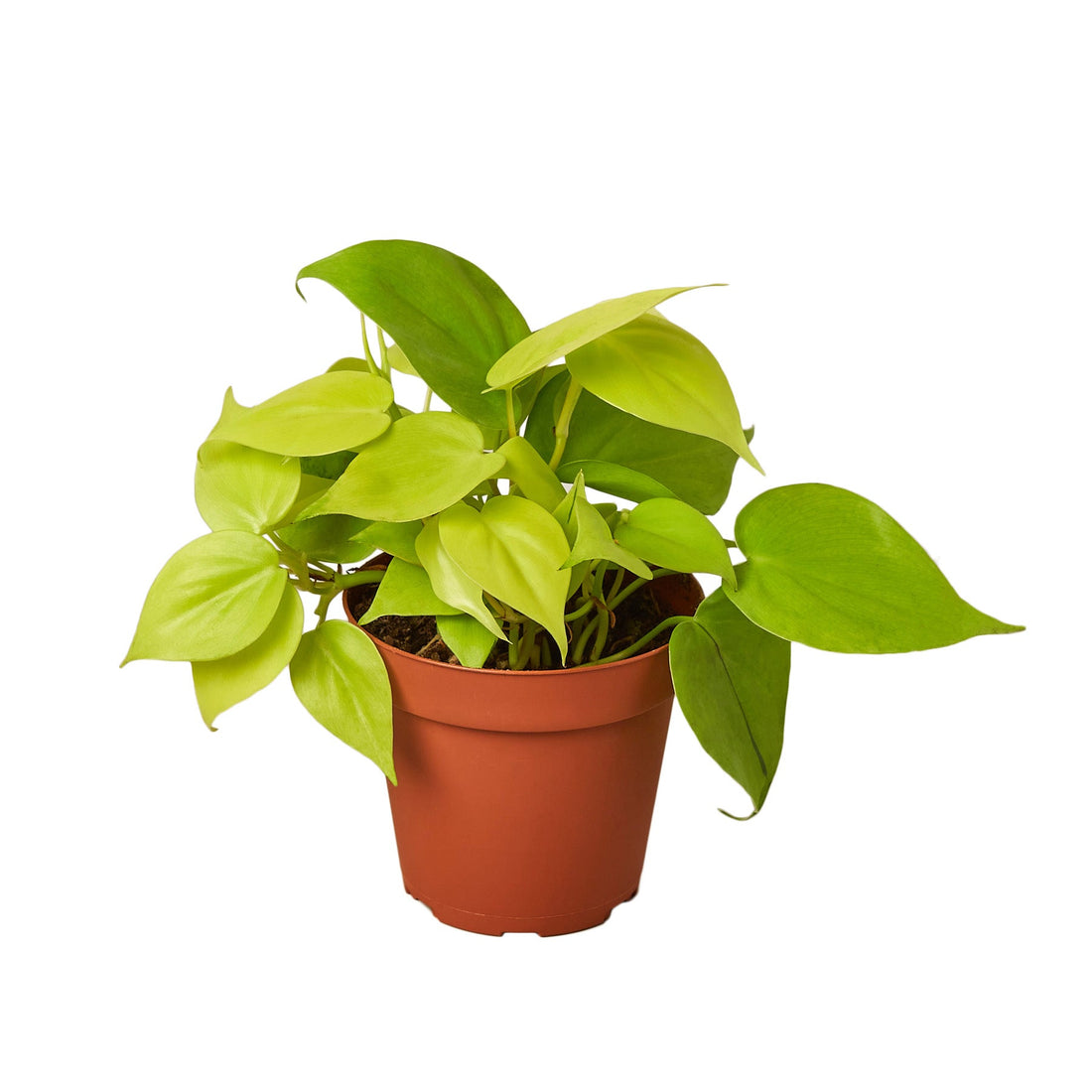 philodendron pollen Philodendron 'Neon' – Studio Pistils & Pollen