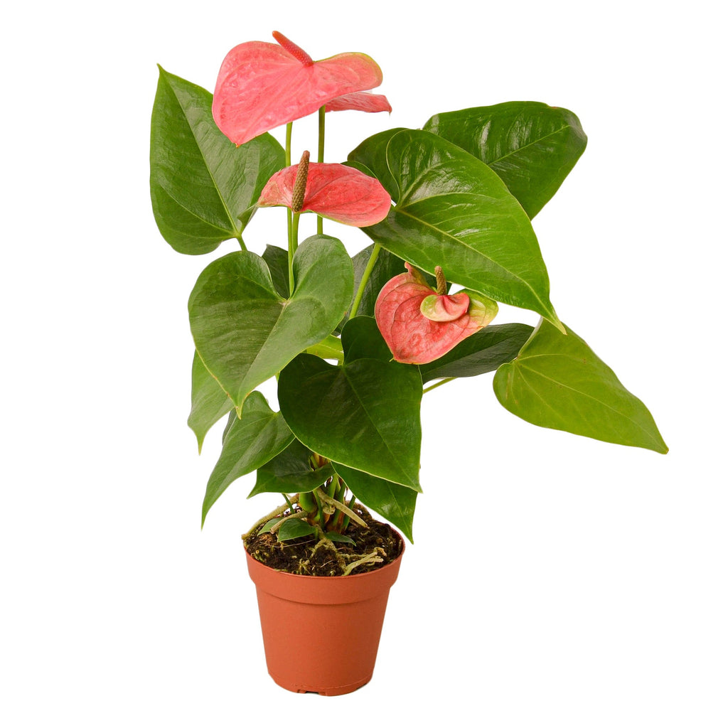 anthurium pistil Anthurium 'Pink' – Studio Pistils & Pollen