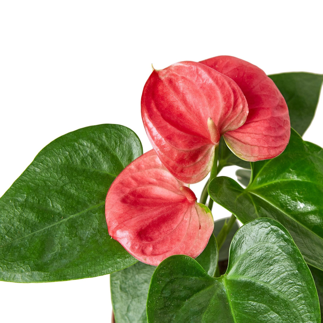 anthurium plants for sale puna Anthurium 'Pink' – Studio Pistils & Pollen