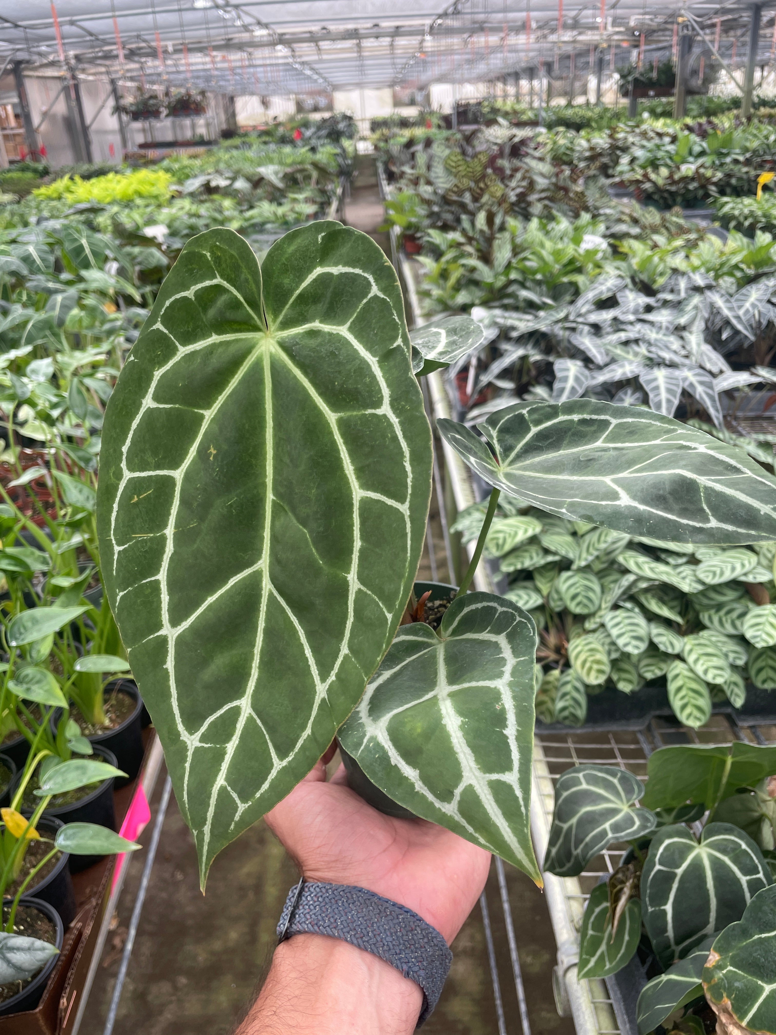 Anthurium 'Crystallinum' – Studio Pistils & Pollen