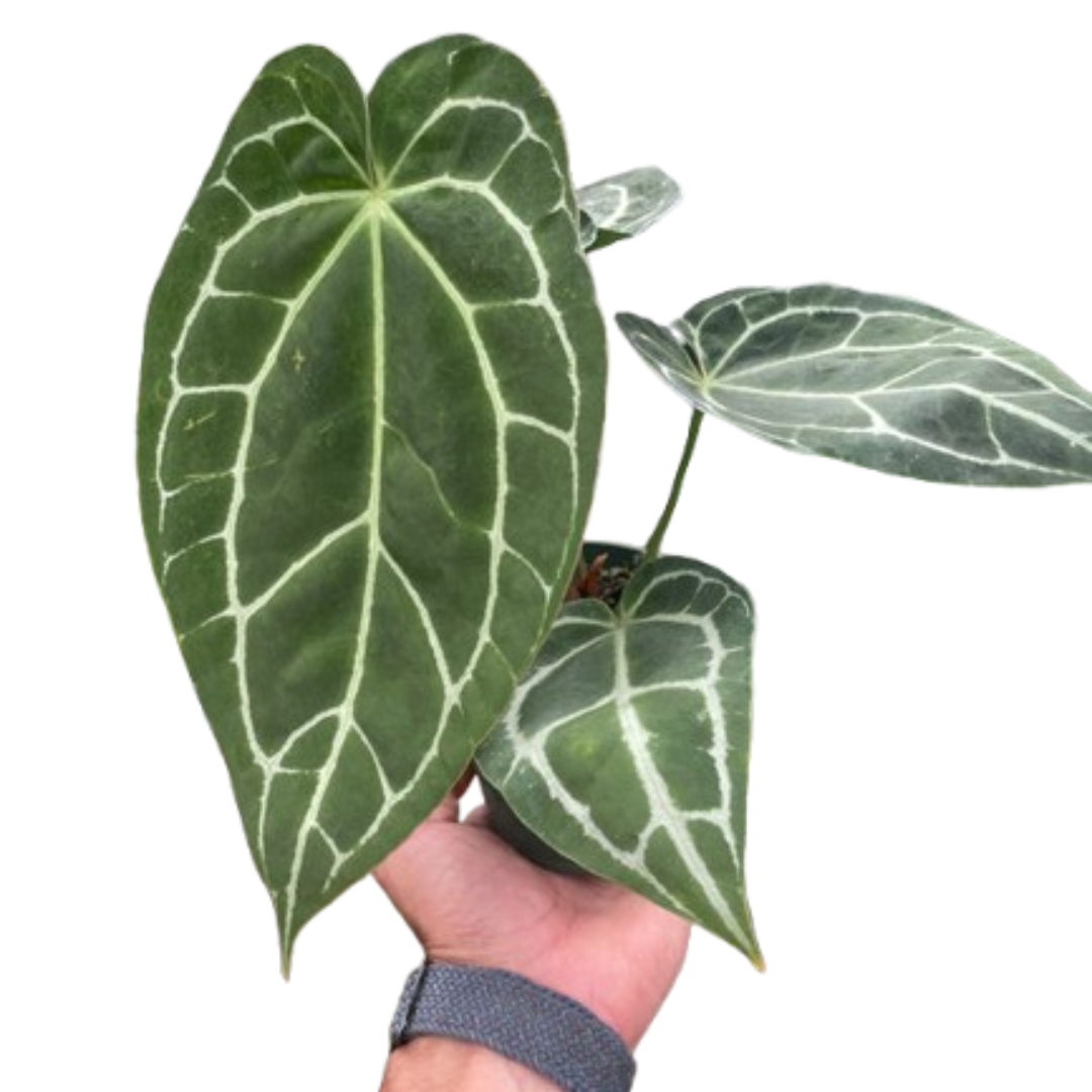 anthurium pistil Anthurium 'Crystallinum' – Studio Pistils & Pollen