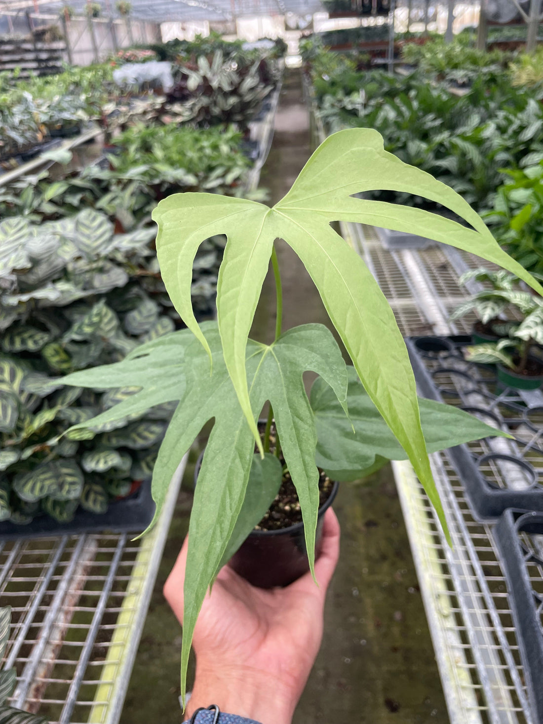 Anthurium 'Fingers'
