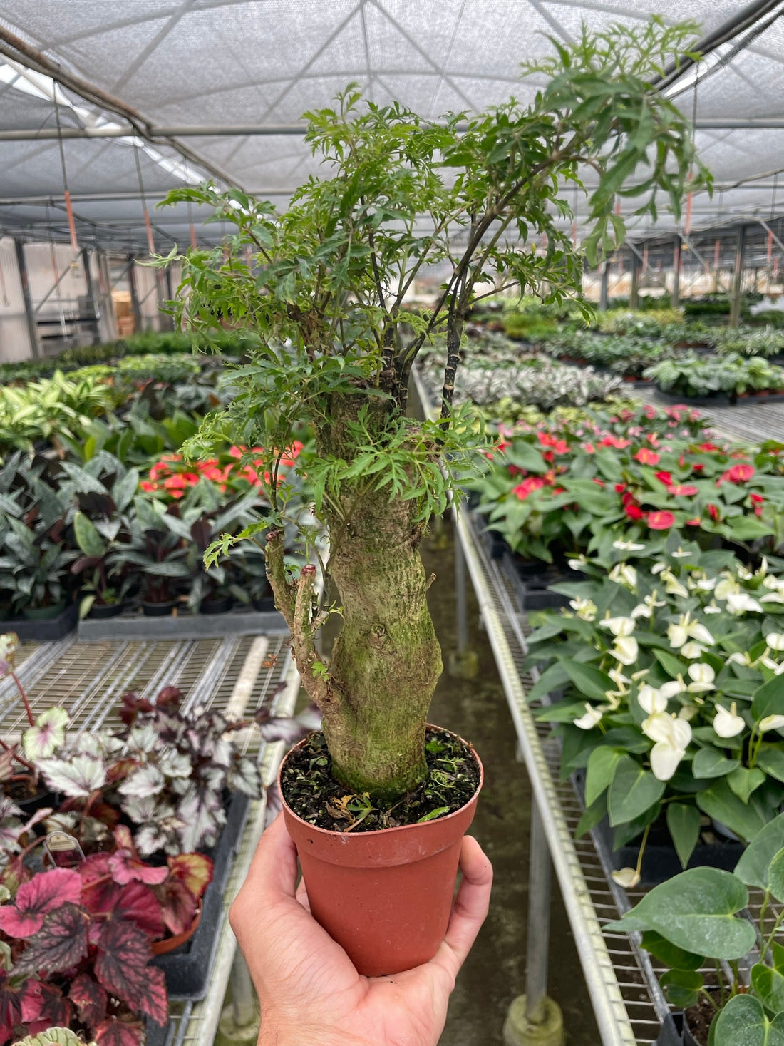 Aralia 'Ming Stump'