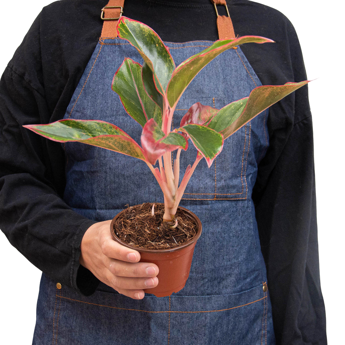 Aglaonema 'Red Siam'