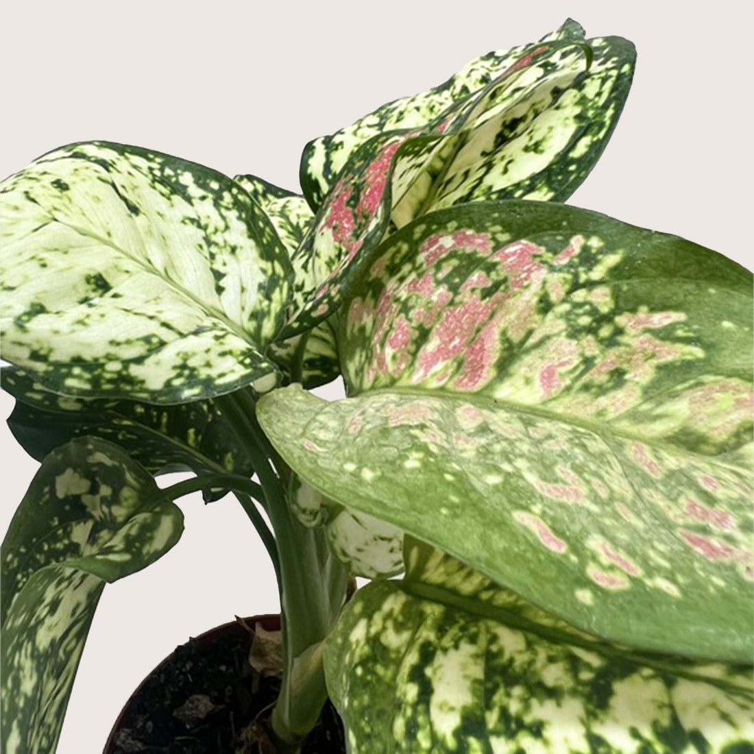 wishes aglaonema Aglaonema 'Wishes'