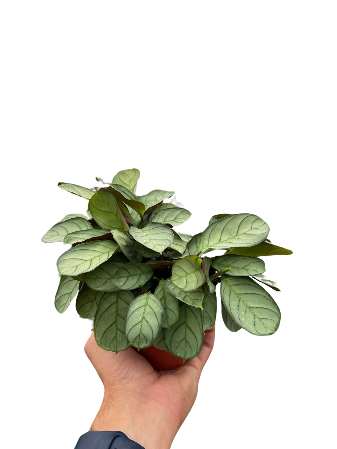 Ctenanthe 'Amagris'