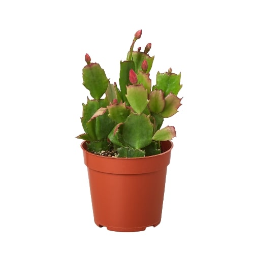 is christmas cactus a cactus or succulent Succulent 'Christmas Cactus'
