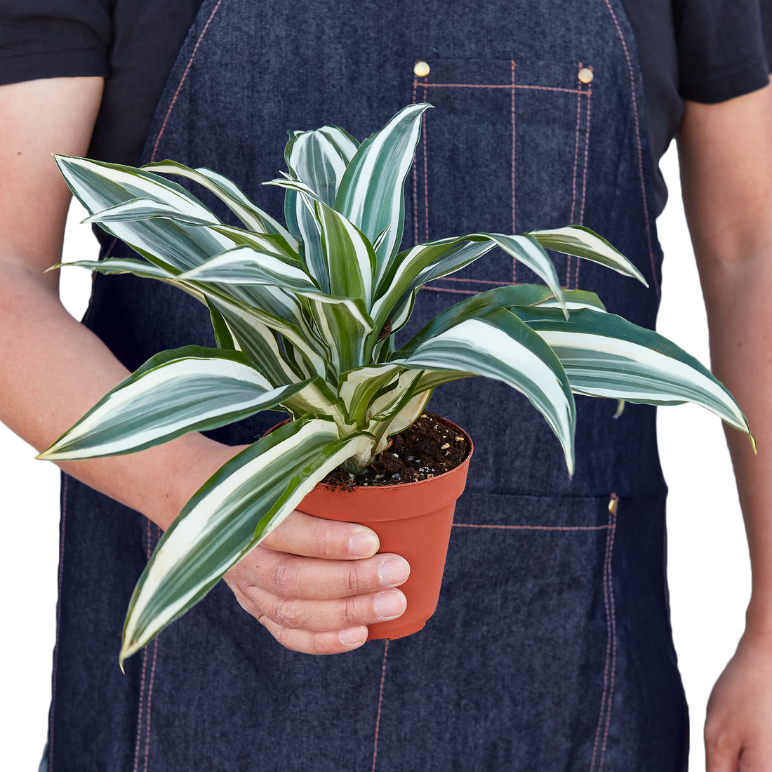 dracaena white jewel light Dracaena Warneckii 'White Jewel' 4" Pot