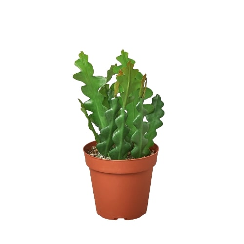 Succulent 'Ric Rac Cactus'