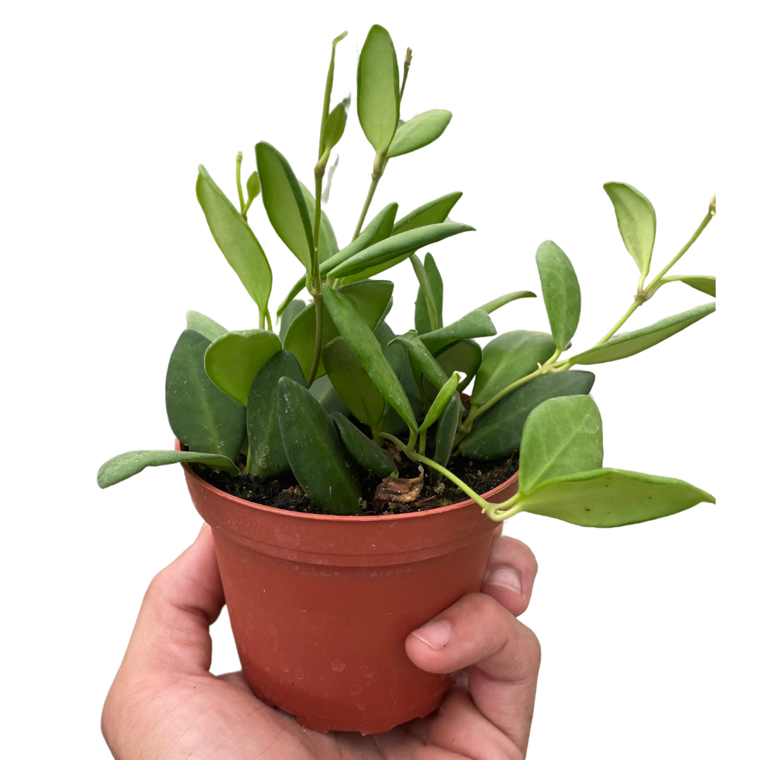 Hoya 'Chouke'