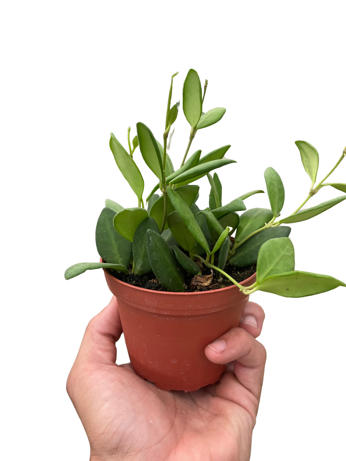 Hoya 'Chouke'