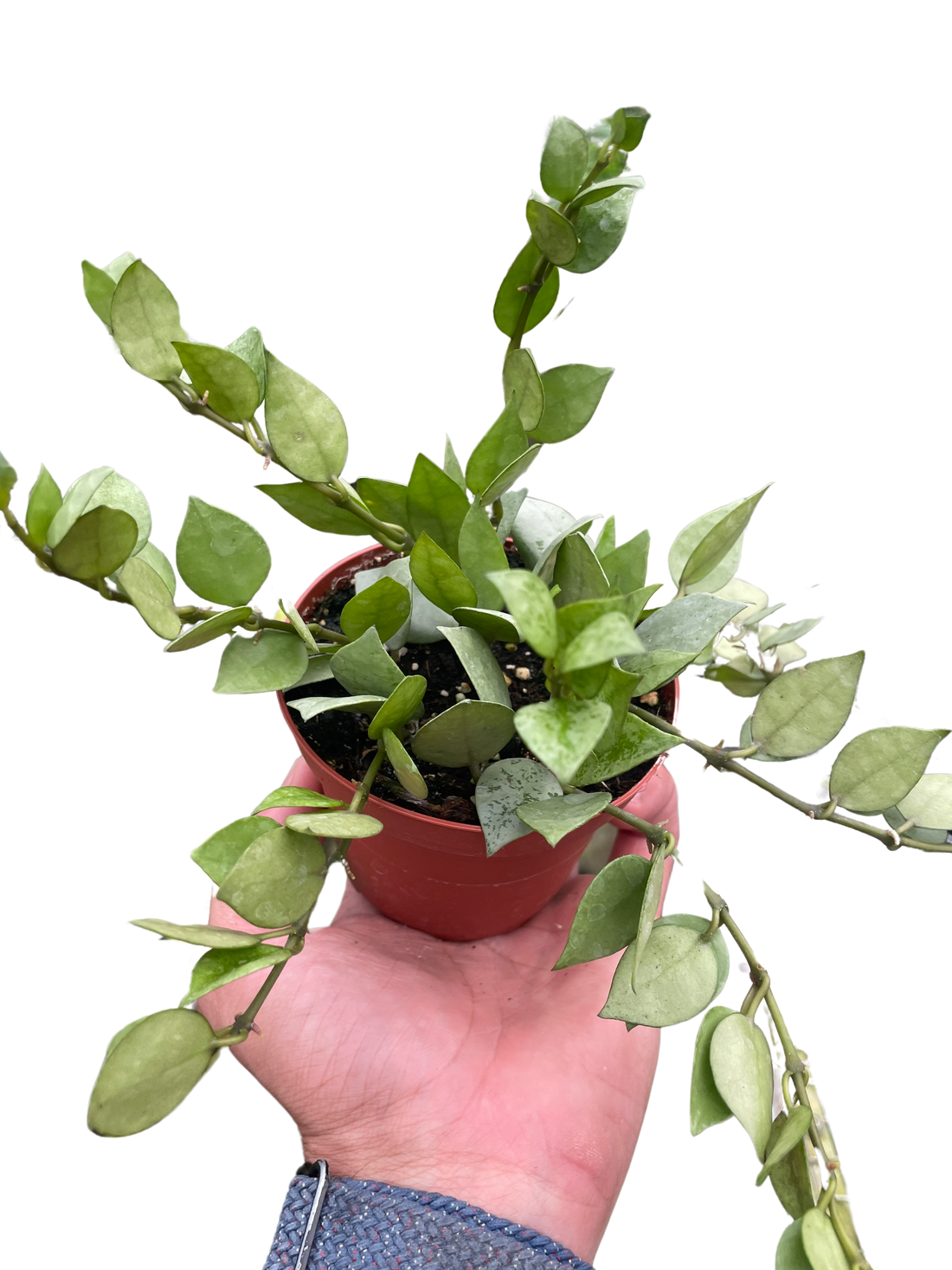 Hoya 'Super Silver'