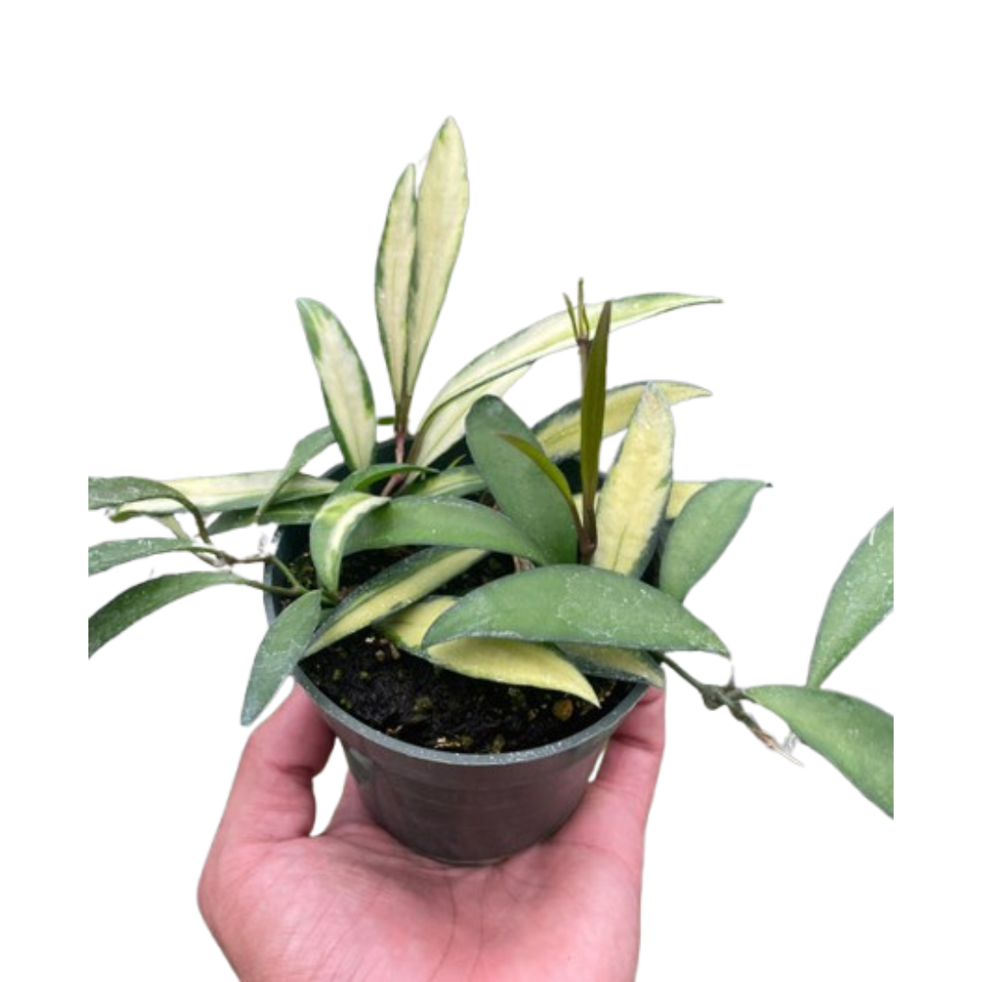 Hoya 'Wayetii Variegated'