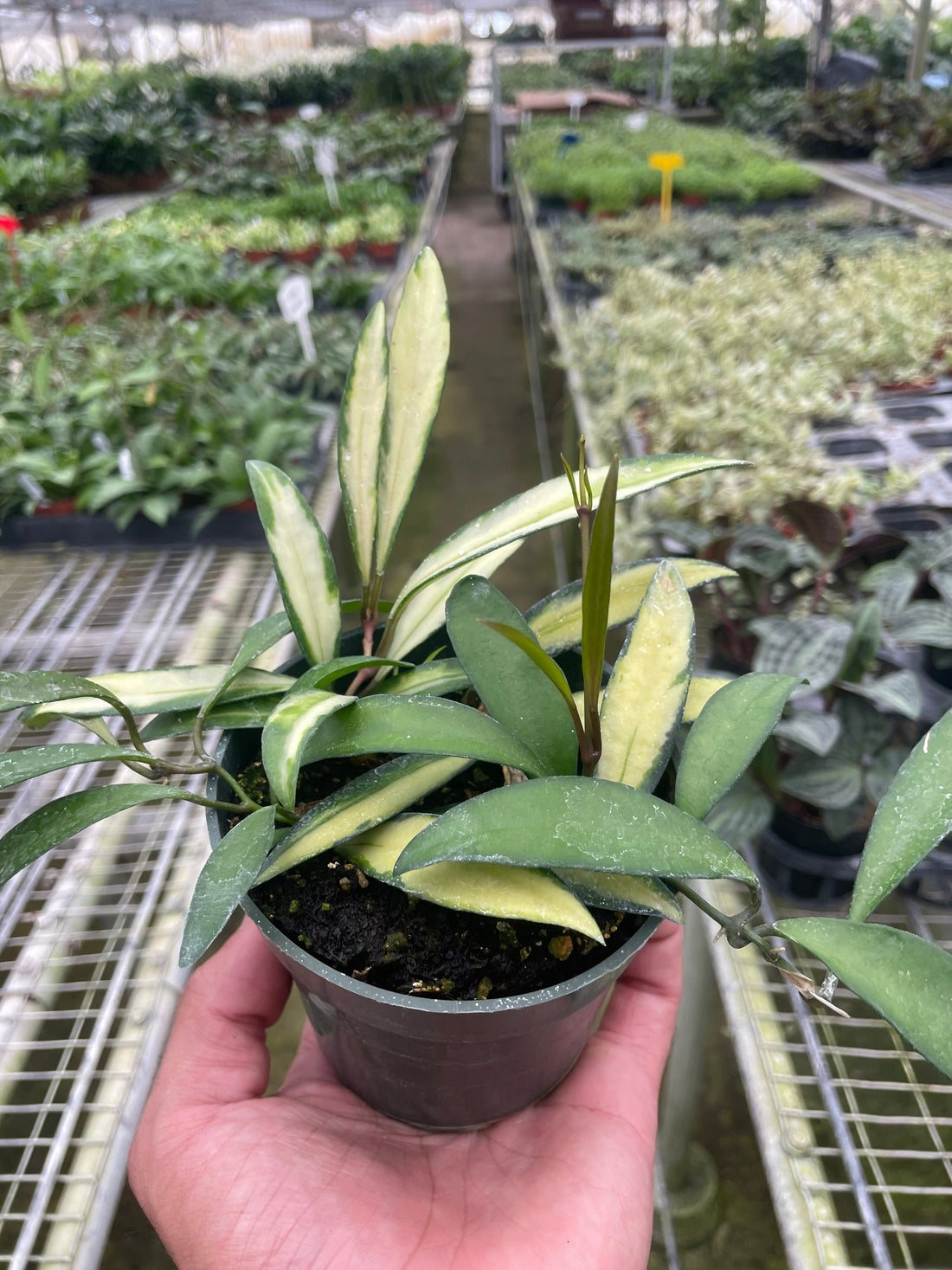 Hoya 'Wayetii Variegated'