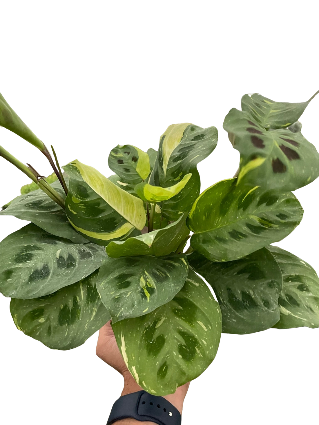Maranta 'Beauty Kim'