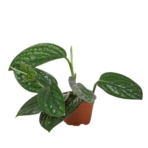 monstera siam vs peru Monstera 'Peru' – Studio Pistils & Pollen