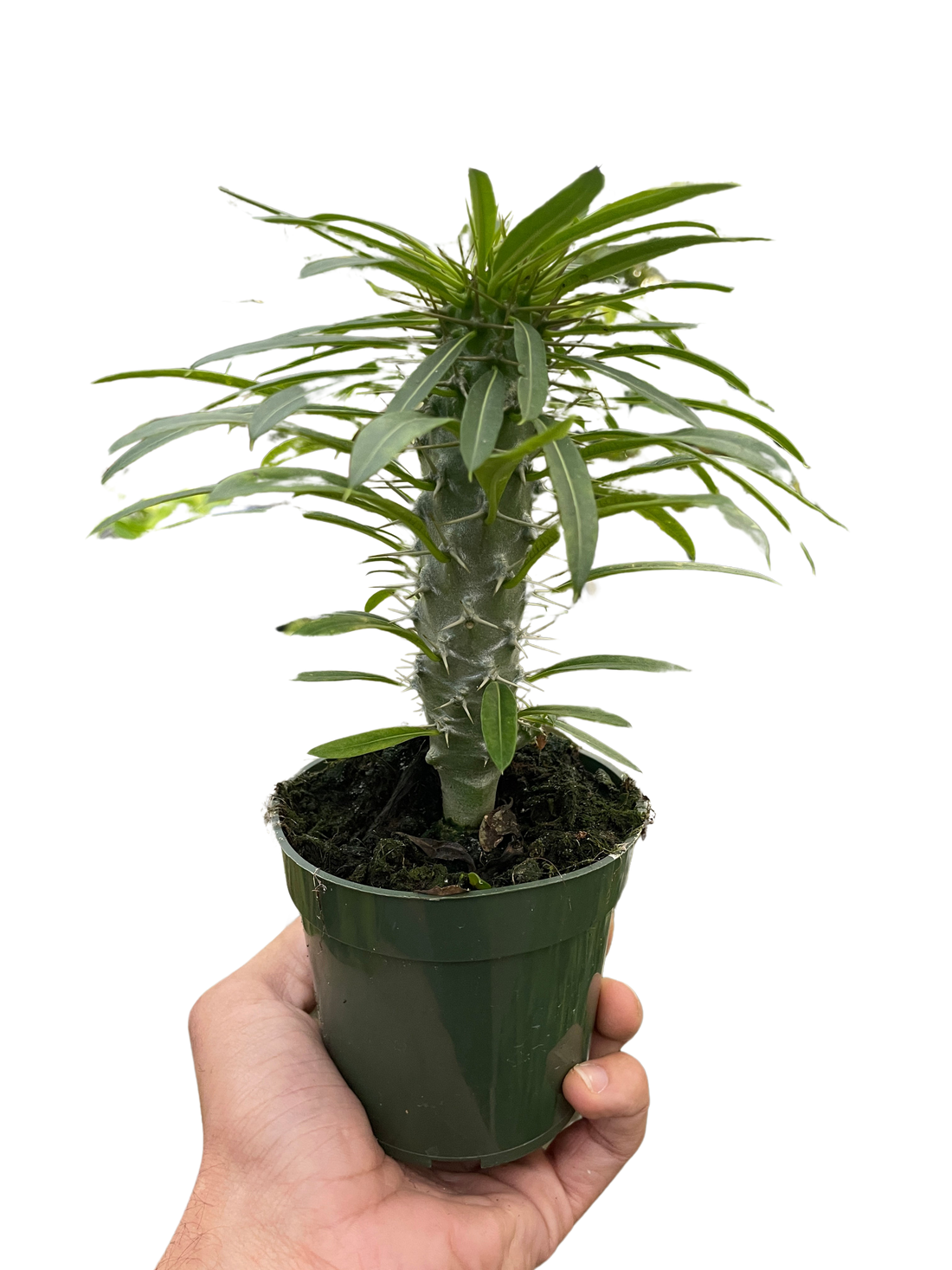 Palm 'Madagascar'