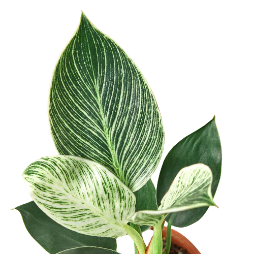 pothos birkin Philodendron 'Birkin'