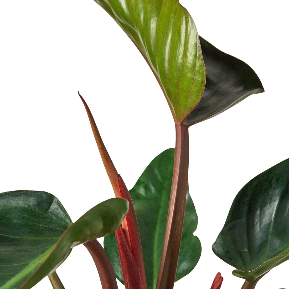 philodendron congo rojo i Philodendron 'Congo Rojo' – Studio Pistils & Pollen