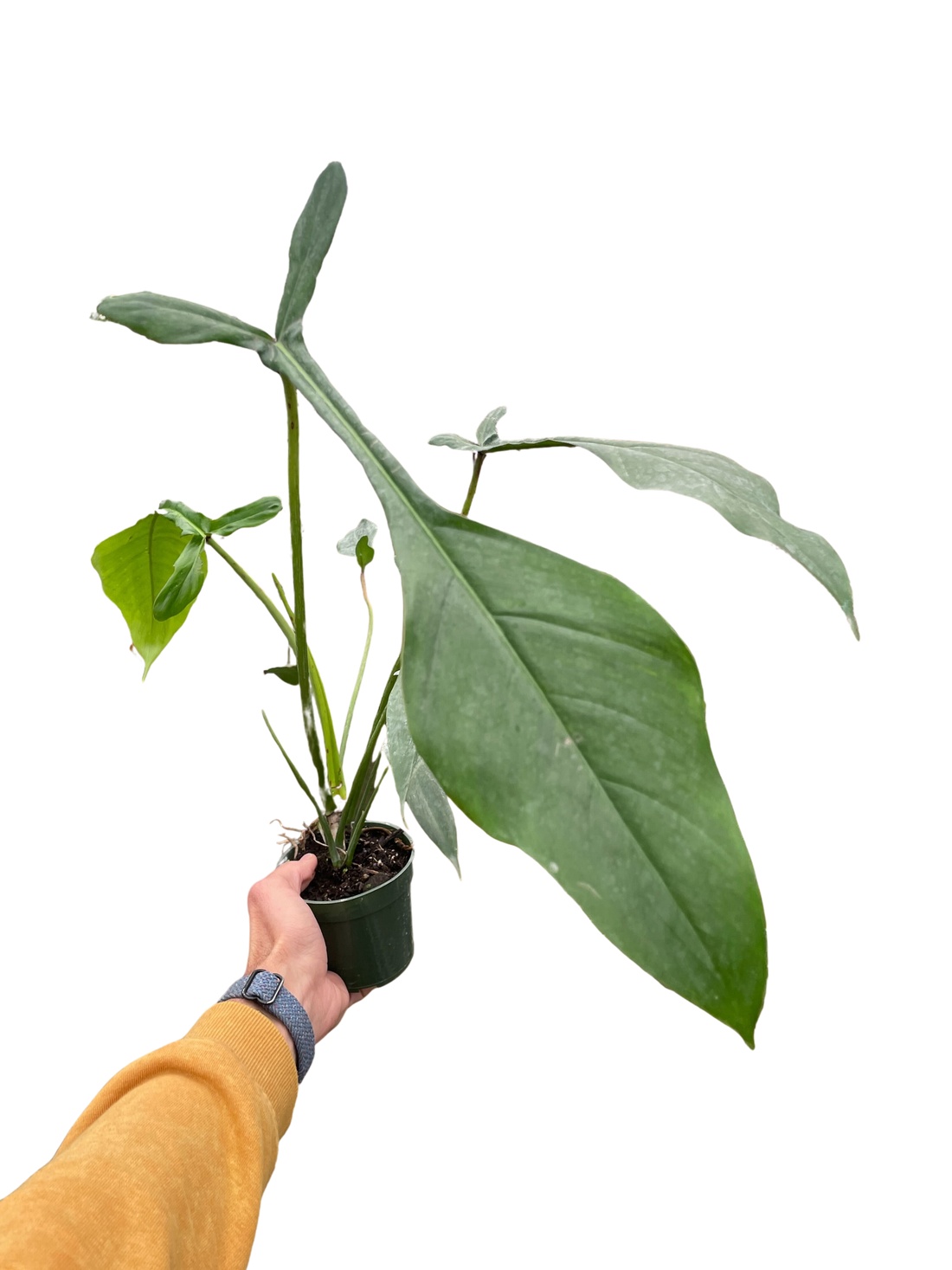 philodendron joepii ebay Philodendron 'Joepii' – Studio Pistils & Pollen