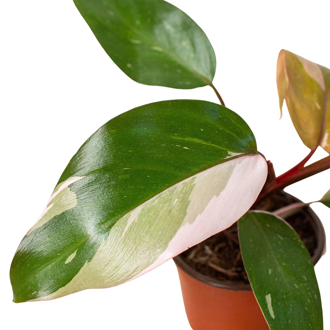 pink princess philodendron seattle Philodendron 'Pink Princess' – Studio Pistils & Pollen
