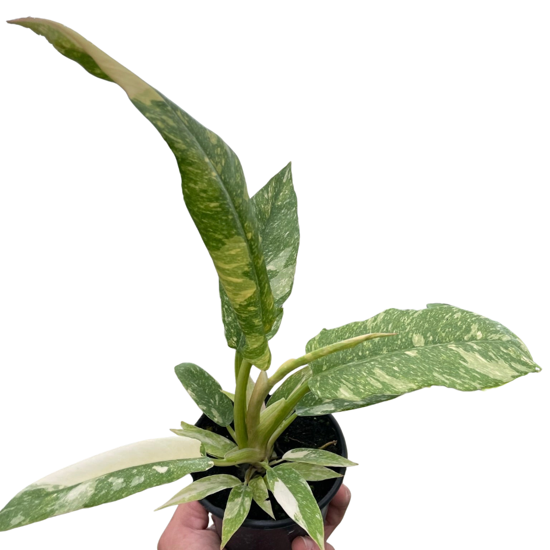 philodendron fireplace Philodendron 'Ring of Fire Variegated' – Studio Pistils & Pollen