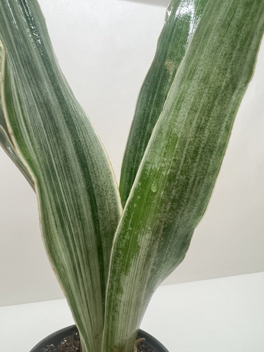 sayuri snake plant care Snake Plant 'Sayuri'