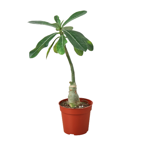 Succulent 'Desert Rose'