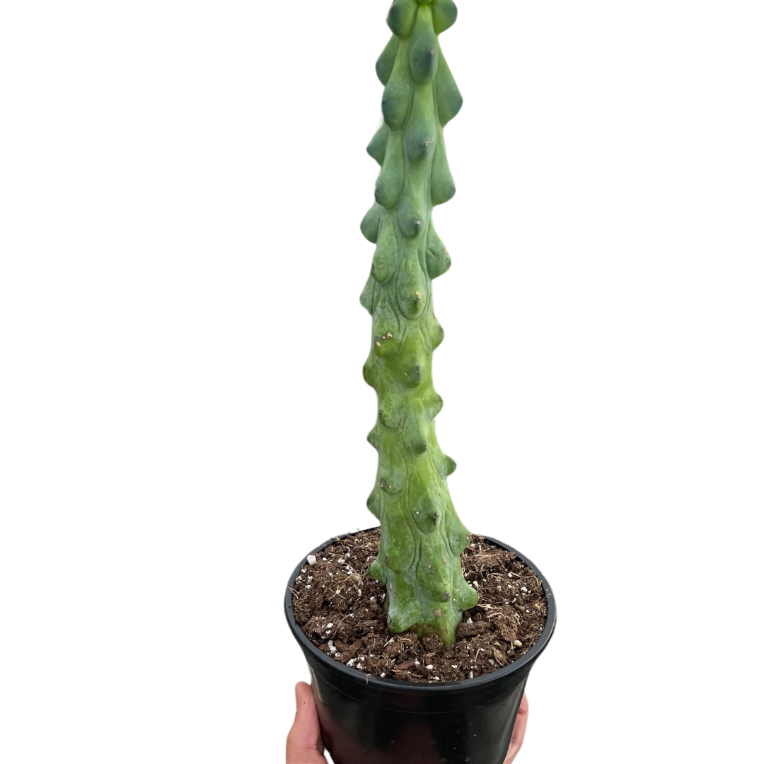succulent breast Succulent 'Boobie Cactus' – Studio Pistils & Pollen