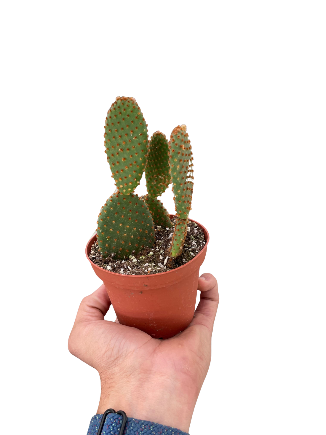 bunny ear succulent Succulent 'Bunny Ear Cactus' – Studio Pistils & Pollen