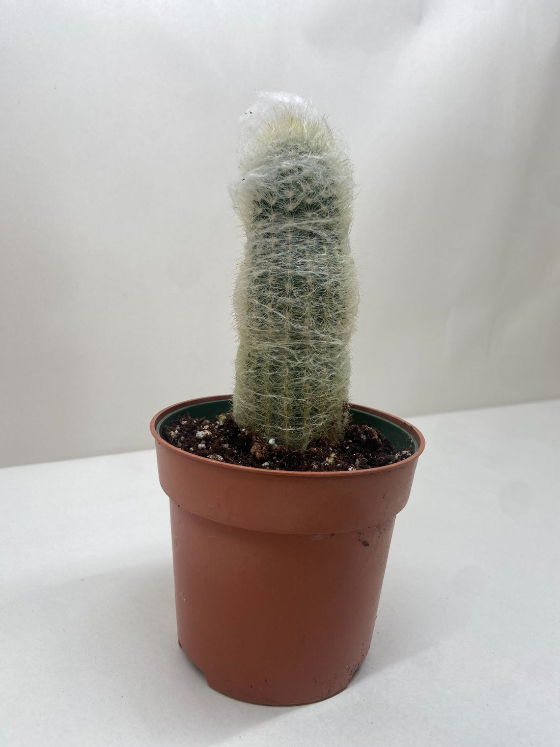 succulents pollen Succulent 'Old Man Cactus'