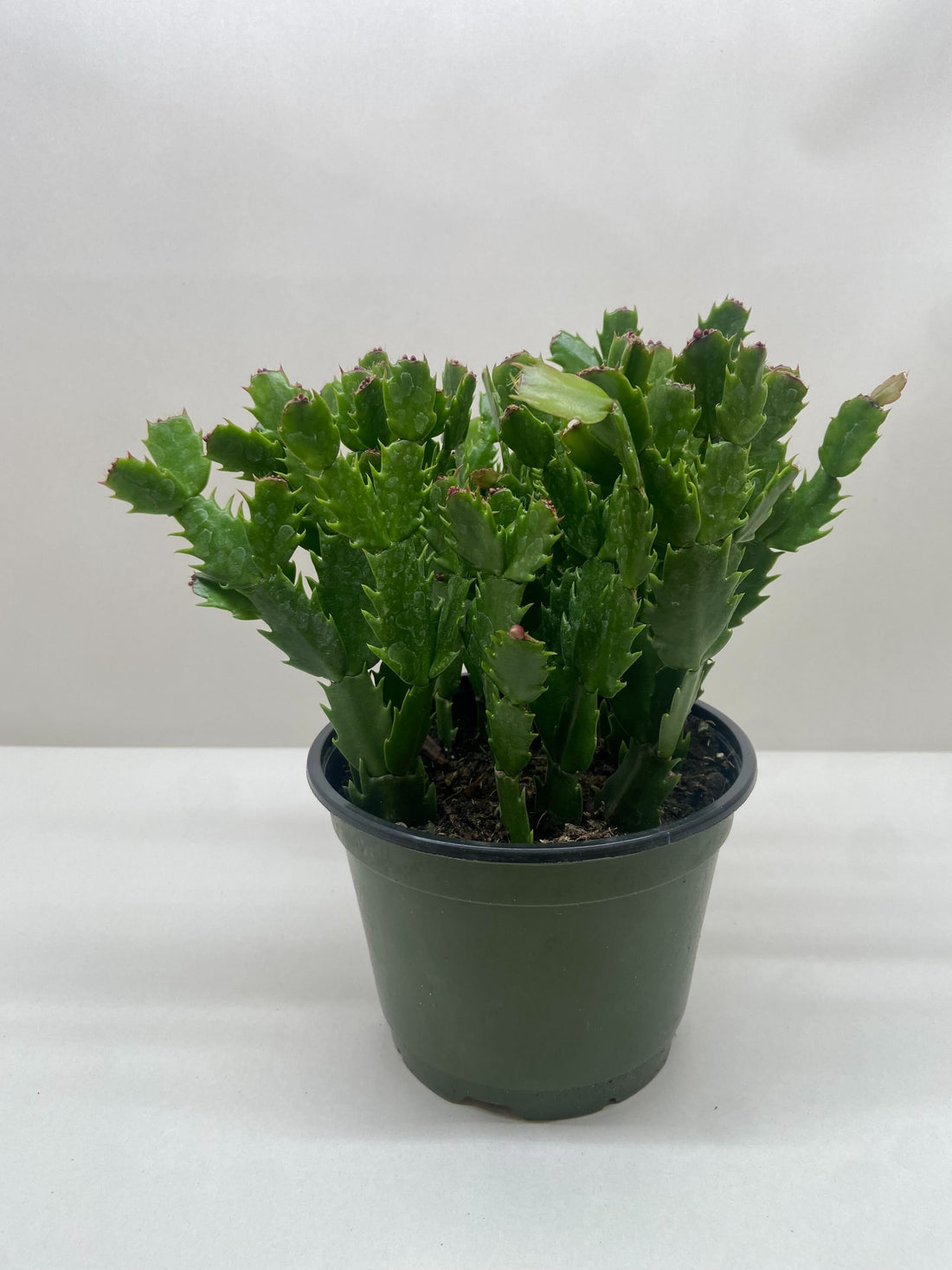 christmas cactus a succulent The Snobby Leaf | Zygocactus 'Christmas Cactus' - 4 inch Pot