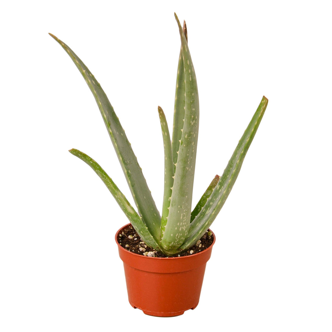 Succulent 'Aloe Vera' – Studio Pistils & Pollen