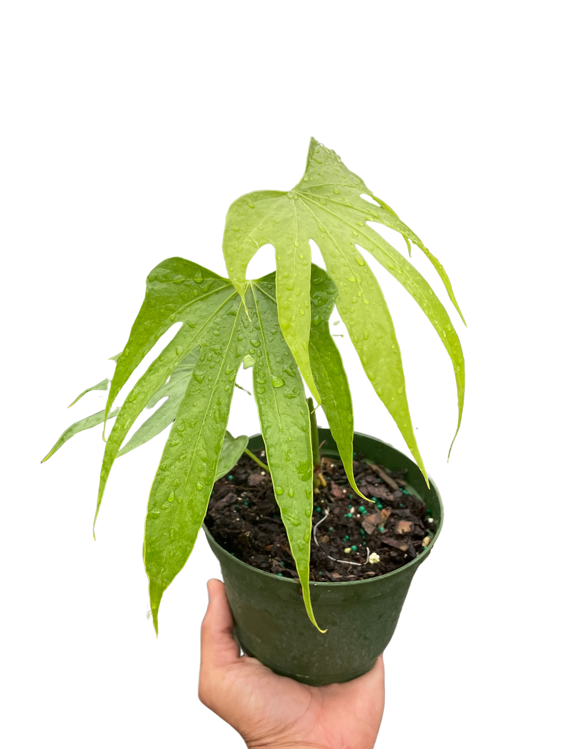 Anthurium 'Fingers'