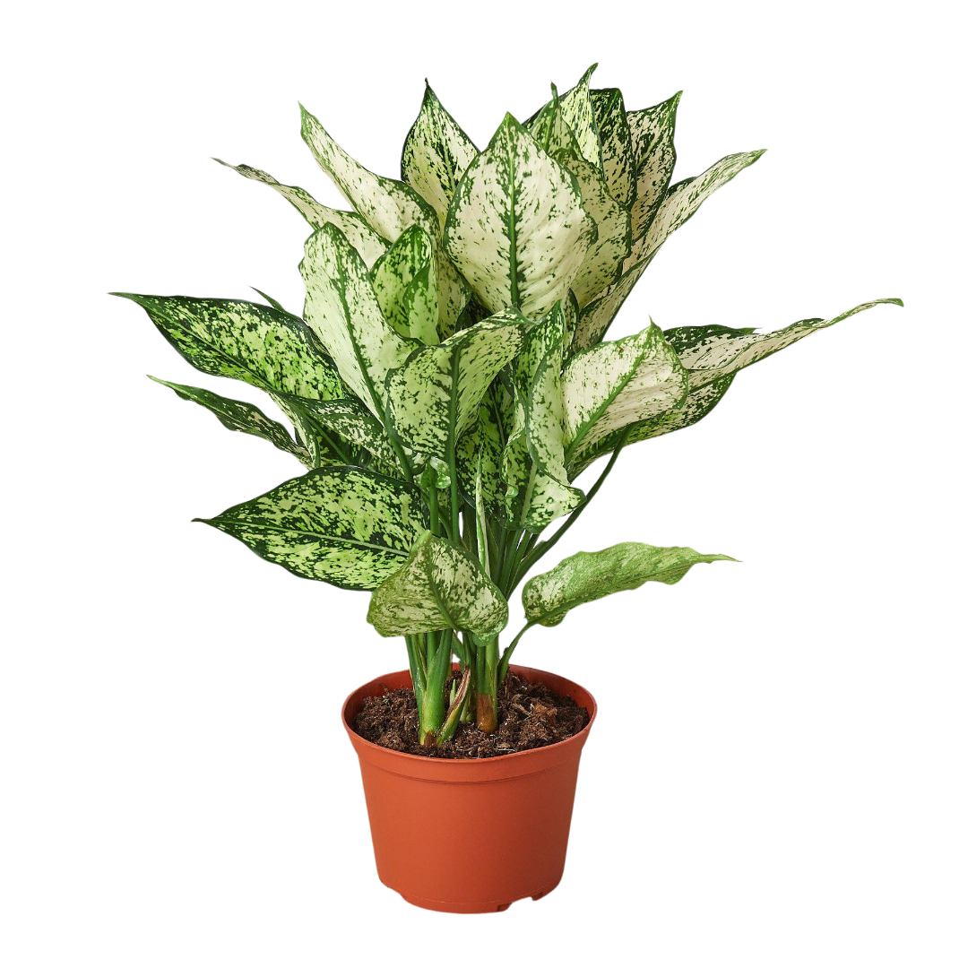 Pistils and Pollen Aglaonema First Diamond