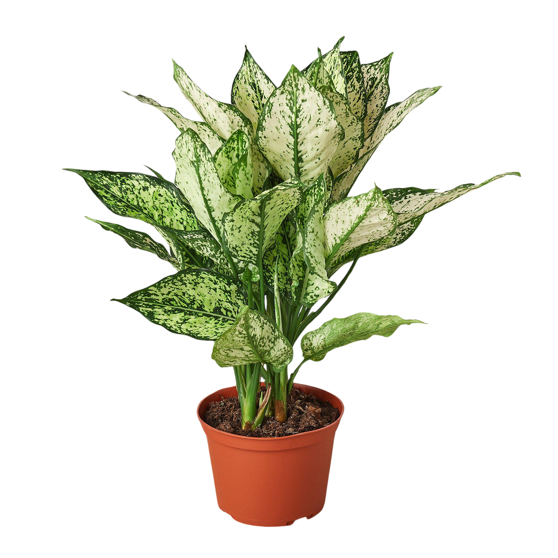 Aglaonema 'First Diamond'