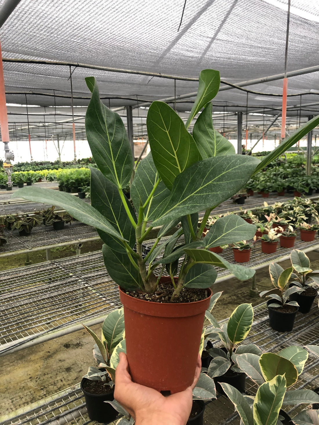 ficus audrey price Ficus 'Audrey' – Studio Pistils & Pollen