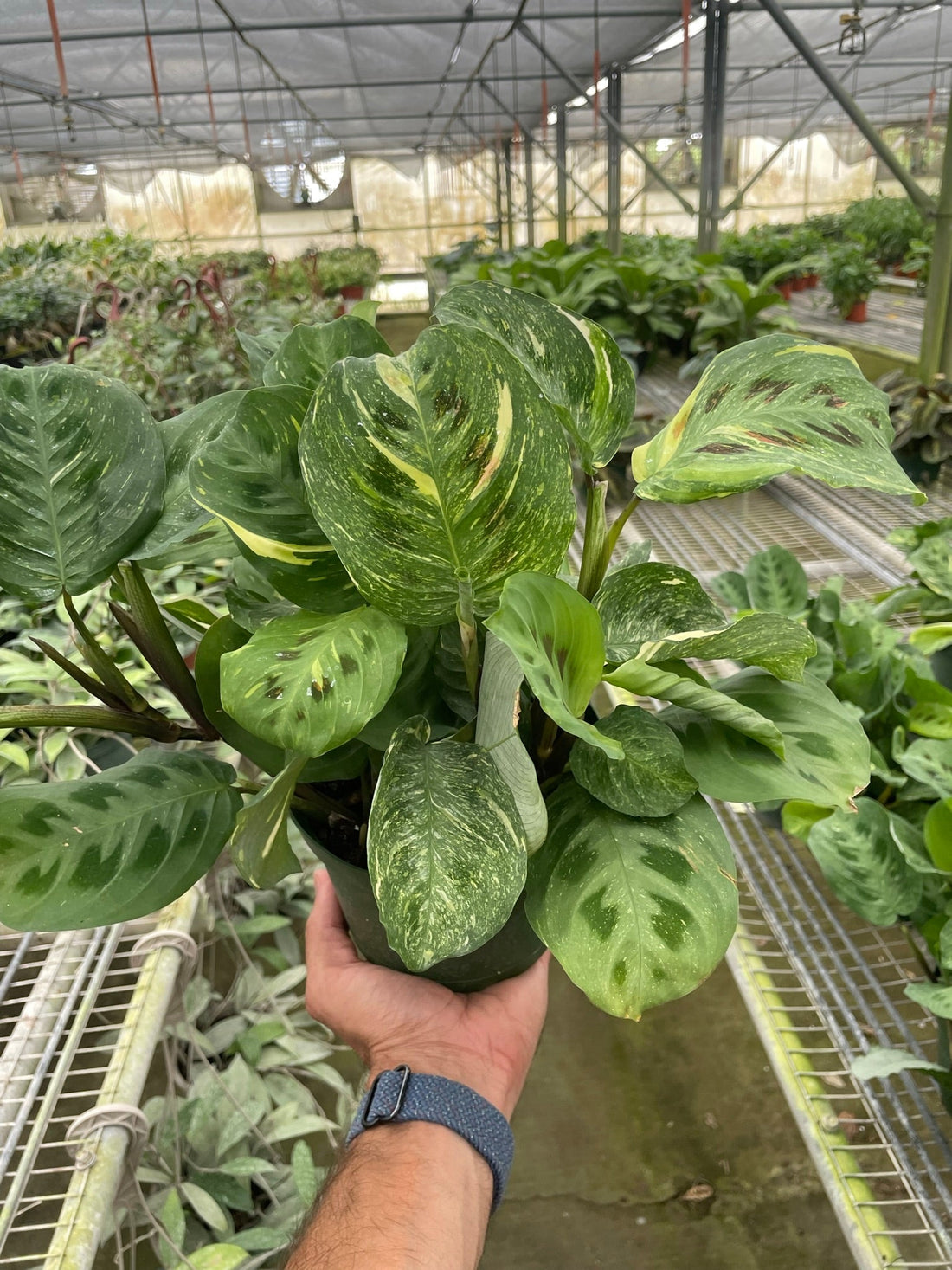 Maranta 'Beauty Kim'