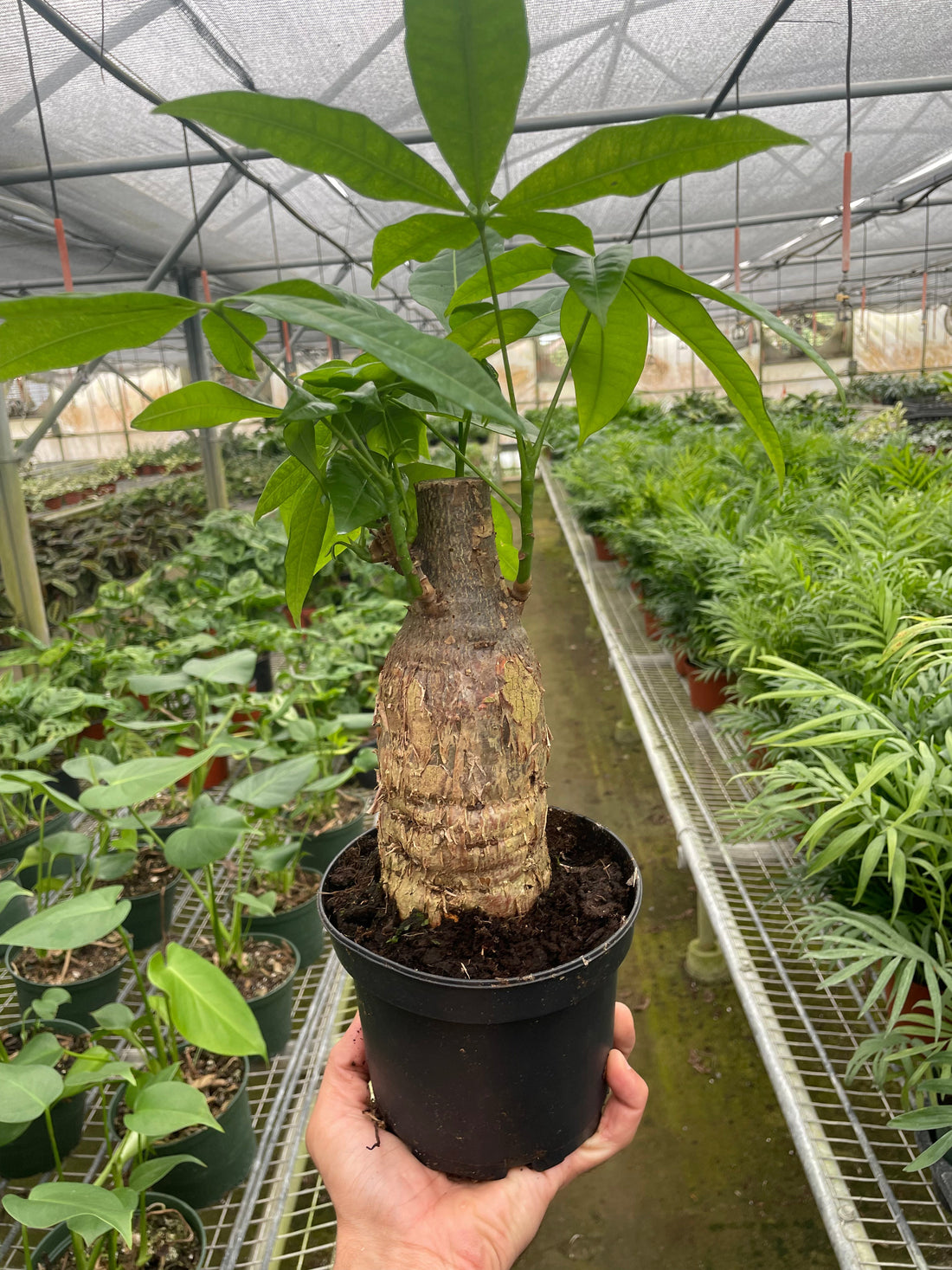 Pachira Stump 'Money Tree'