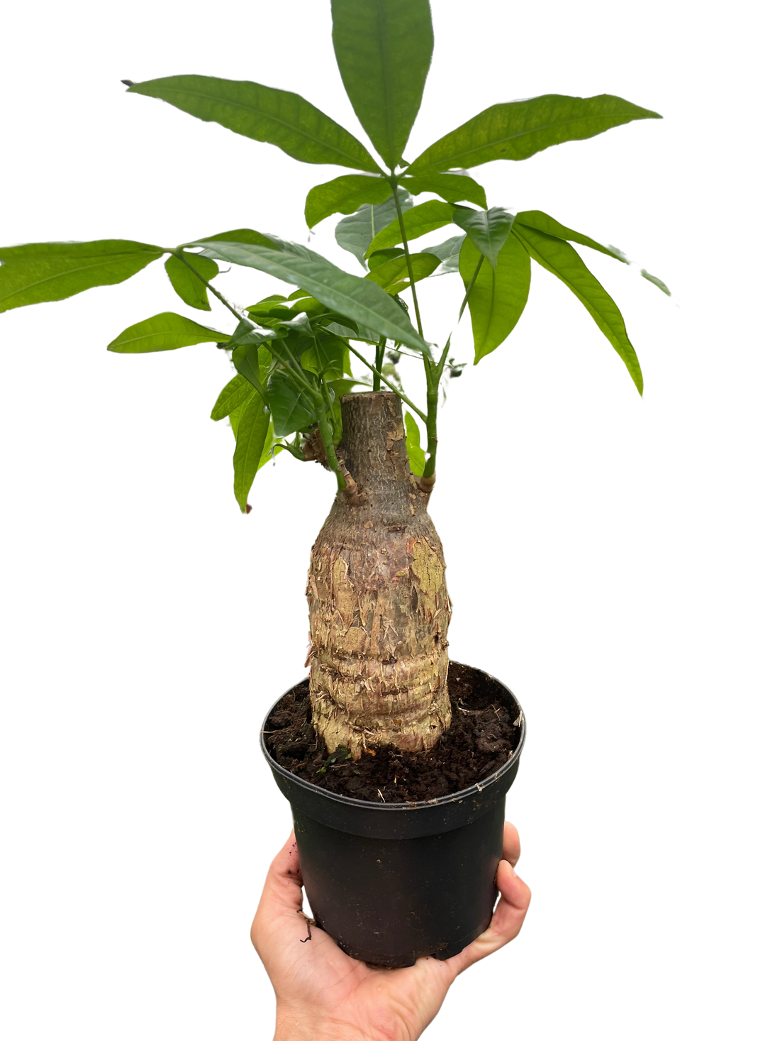 Pachira Stump 'Money Tree'