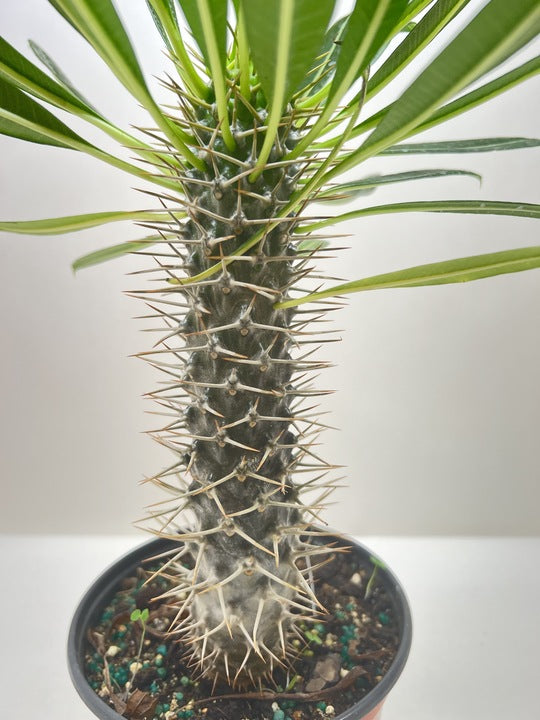 Palm 'Madagascar'
