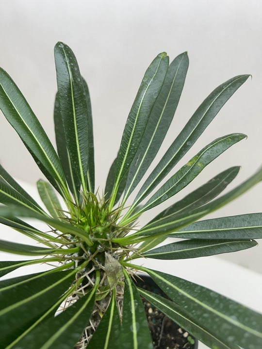 Palm 'Madagascar'