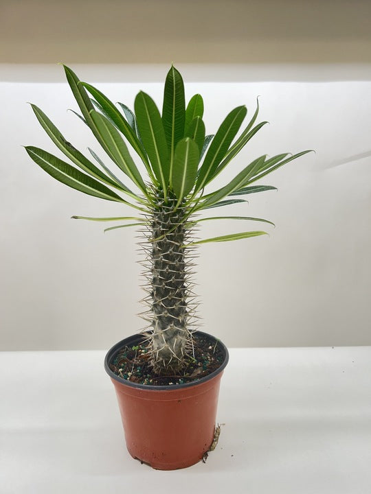 Palm 'Madagascar'
