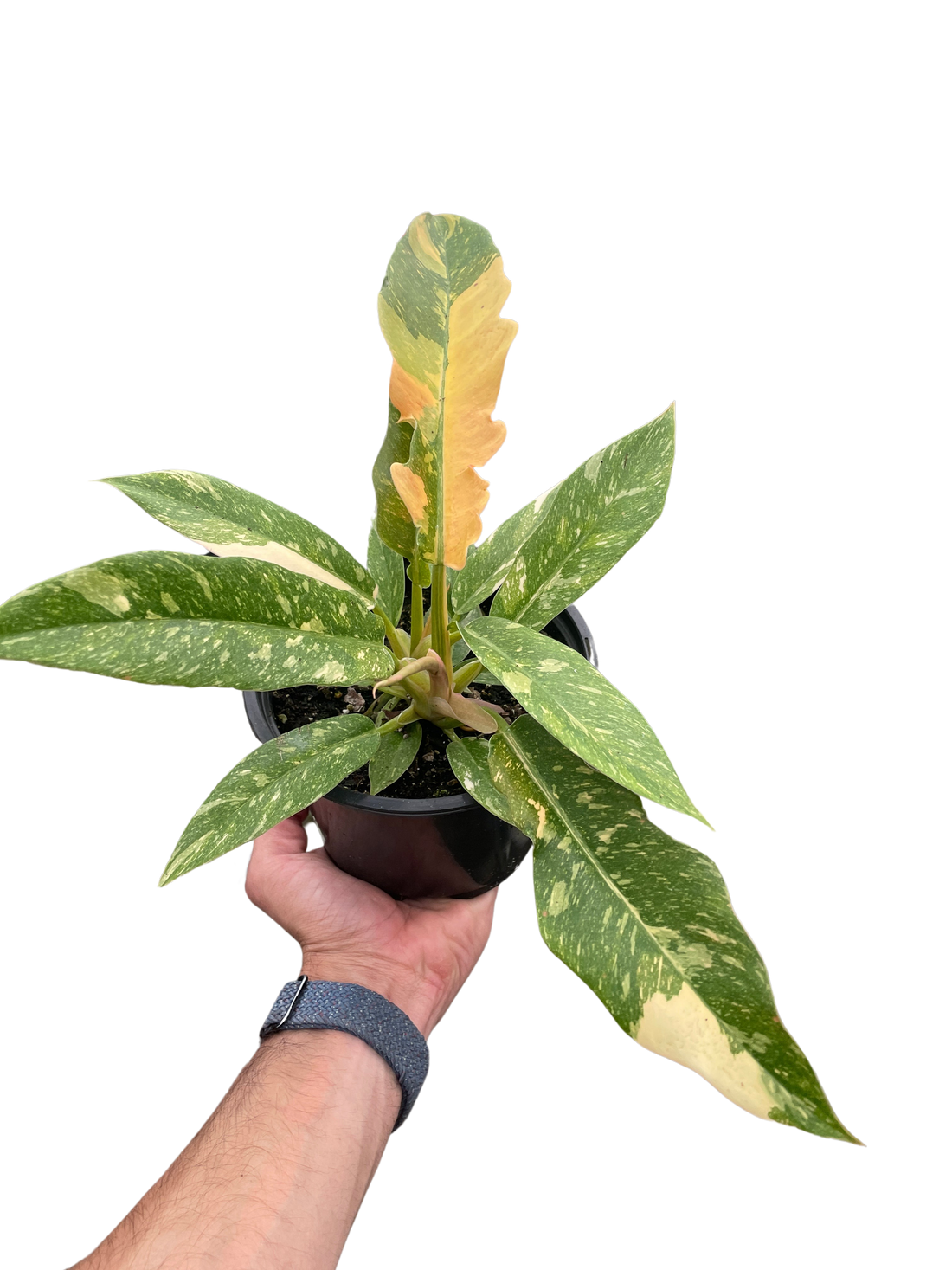 philodendron ring fire Philodendron 'Ring of Fire Variegated' – Studio Pistils & Pollen