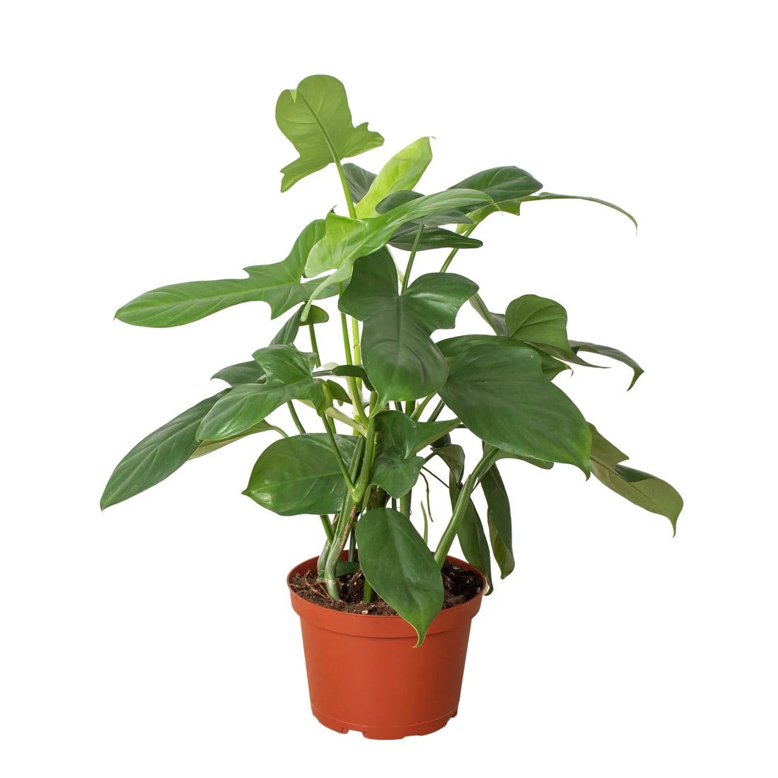 philodendron silver dust vs silver sword Philodendron 'Silver Sword'