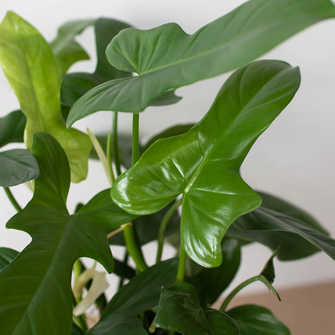 philodendron silver sword buy Philodendron 'Silver Sword'