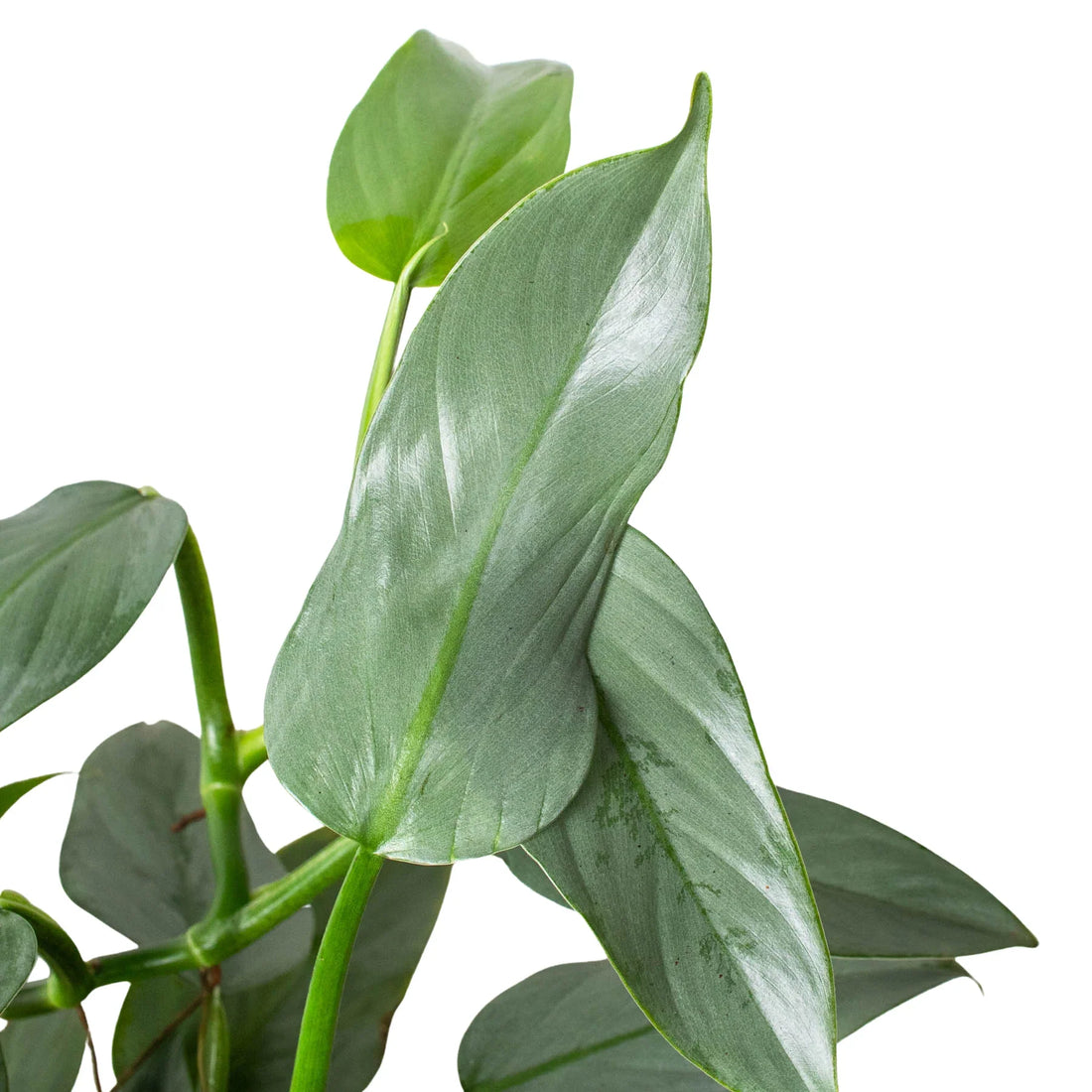 philodendron silver sword bloom Philodendron 'Silver Sword'