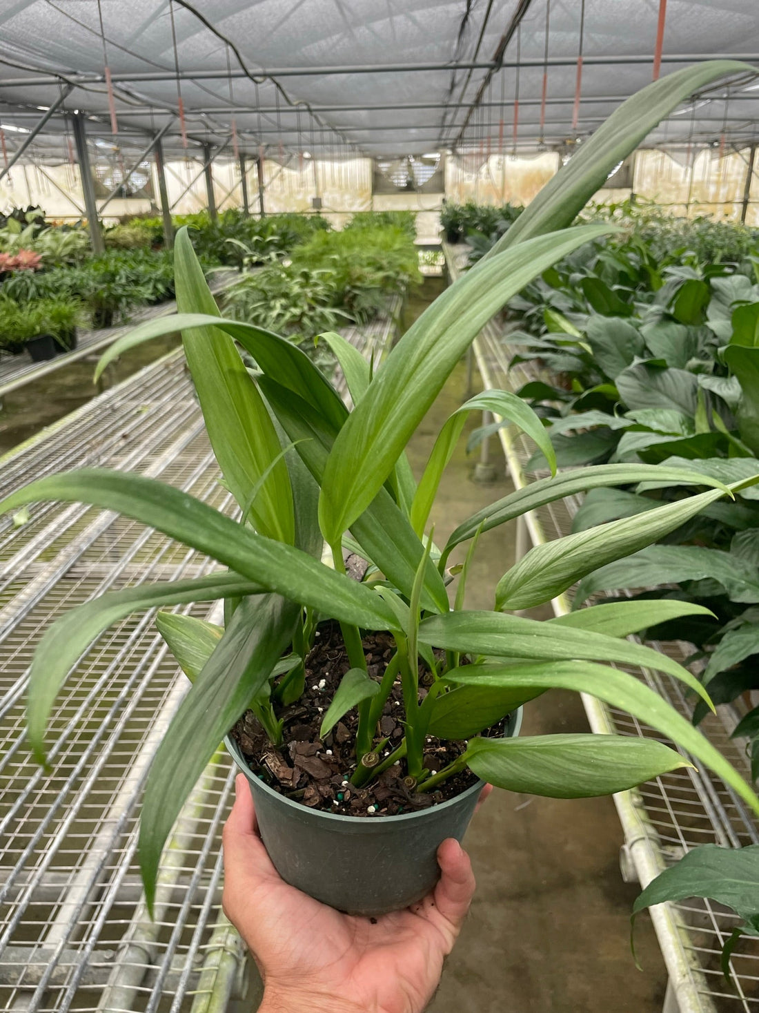 philodendron silver streak Pothos 'Silver Streak' – Studio Pistils & Pollen
