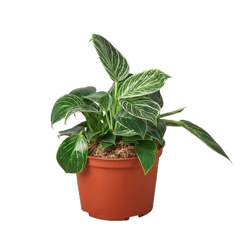 philodendron birkin pot Philodendron 'Birkin' – Studio Pistils & Pollen