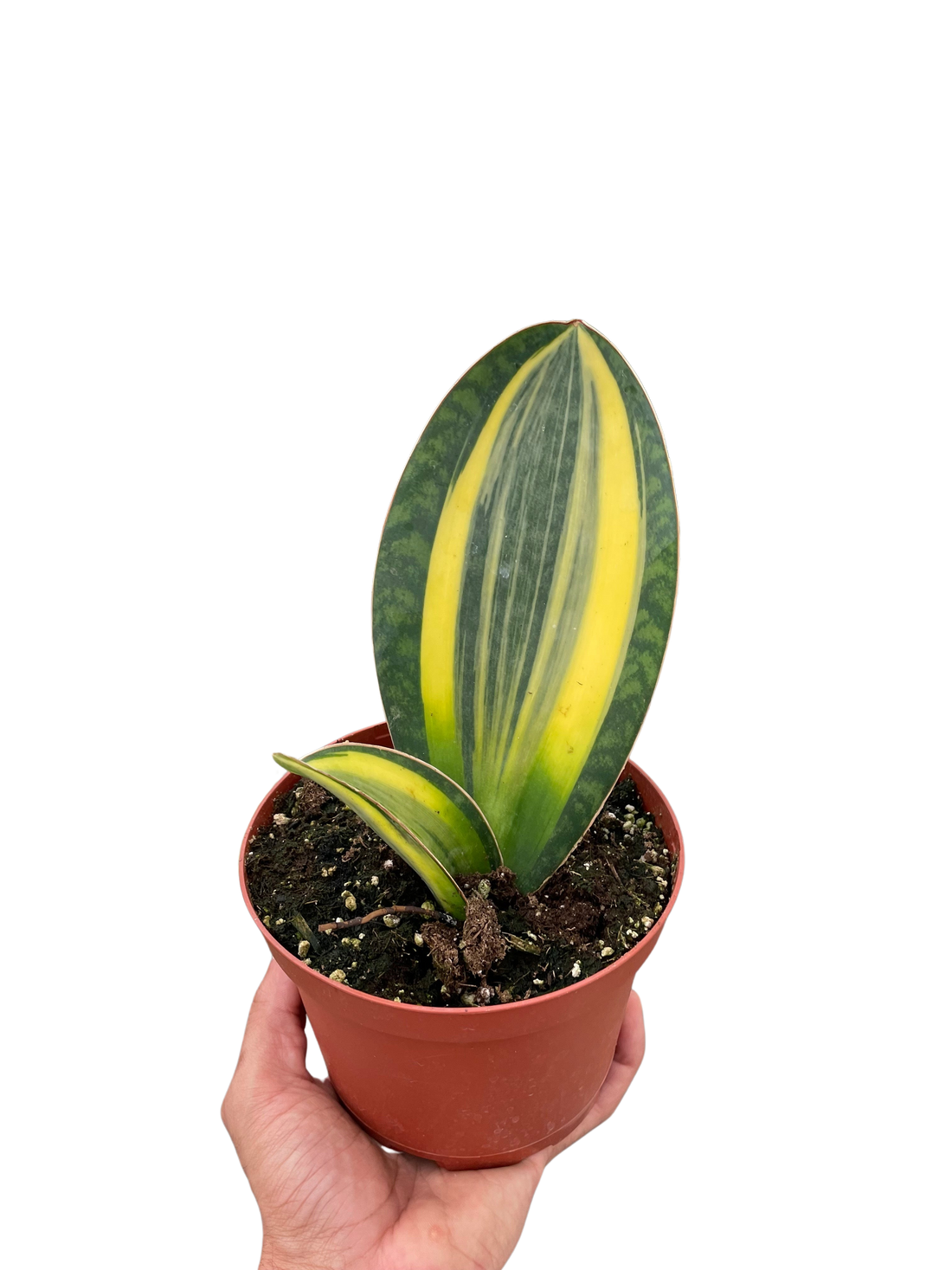 snake plant pollen Snake Plant 'Variegated Shark Fin'